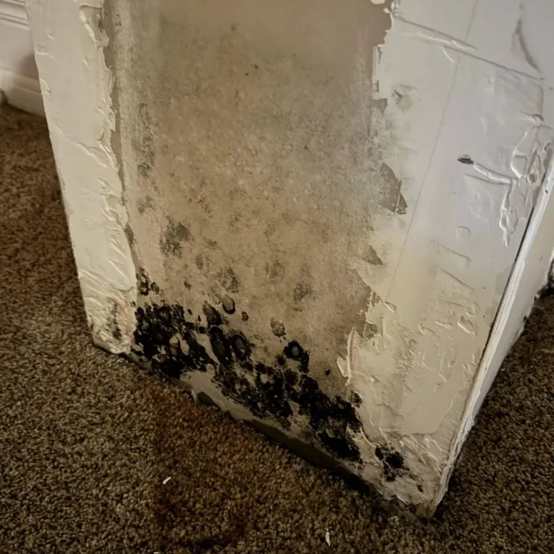 Professional Mold Removal in Somerset, OH